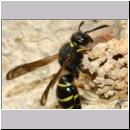 E-Odynerus spinipes w12 beim Schornsteinbau.jpg